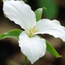 10 Bare White Trillium Grandiflorum No shipments to TN CA AK HA AZ NV NM