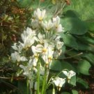5 Bulb Roots Shooting Stars Dodecatheon Meadia No shipments to TN CA AK HA AZ NV NM