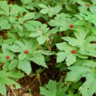 10 Bare Roots Goldenseal Hydrastis Canadensis No shipments to TN CA AK HA AZ NV NM