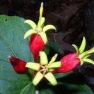 10 Bulb Roots Indian Pink / Spigelia No shipments to TN CA AK HA AZ NV NM