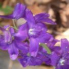 5 Bare Roots Larkspur Native No shipments to TN CA AK HA AZ NV NM