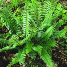 6 Bare Roots Christmas Fern No shipments to TN CA AK HA AZ NV NM
