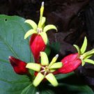 5 Bulb Roots Indian Pink / Spigelia No shipments to TN CA AK HA AZ NV NM