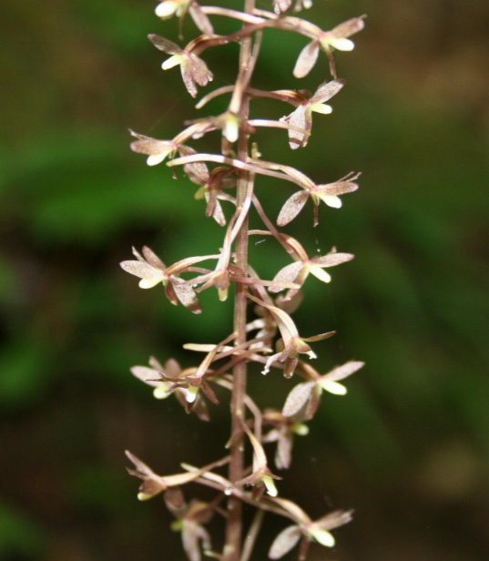 5 Bare Roots Cranefly Orchid Tipularia Discolor No shipments to TN CA AK HA AZ NV NM