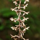 5 Bare Roots Cranefly Orchid Tipularia Discolor No shipments to TN CA AK HA AZ NV NM