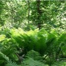 10 Bare Roots Lady Fern Athyrium Filix -Femina No shipments to TN CA AK HA AZ NV NM