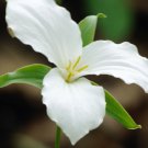 5 Bulb White Trillium Grandiflorum No shipments to TN CA AK HA AZ NV NM
