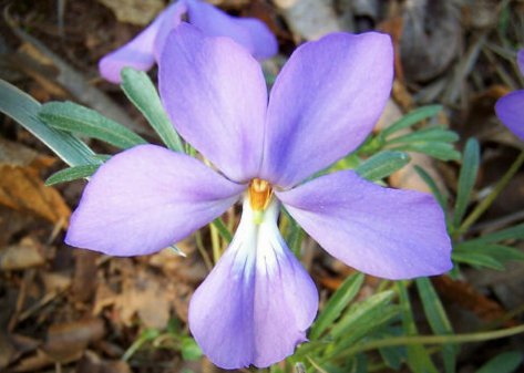10 Bare Roots Bird Foot Violets No shipments to TN CA AK HA AZ NV NM