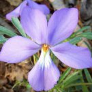 10 Bare Roots Bird Foot Violets No shipments to TN CA AK HA AZ NV NM