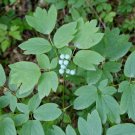 5 Bare Roots Blue Cohosh, Caulphyllum Thalictroides No shipments to TN CA AK HA AZ NV NM