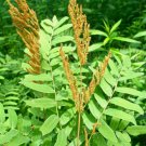 3 Bare Roots Royal Osmunda Regalis Fern Ferns No shipments to TN CA AK HA AZ NV NM