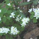 5 Bulb Roots Rue Anemone No shipments to TN CA AK HA AZ NV NM