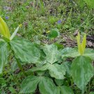 10 Bare Roots Yellow Trillium T. Luteum No shipments to TN CA AK HA AZ NV NM