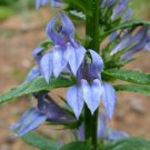 10 Bare Root Great Blue Lobelia No shipments to TN CA AK HA AZ NV NM