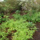 10 Bare Roots Sensitive Fern No shipments to TN CA AK HA AZ NV NM