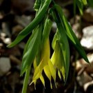 5 Bare Roots Great Merrybells No shipments to TN CA AK HA AZ NV NM