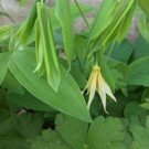 5 Bare Roots Dwarf Merrybells  (Uvularia ) No shipments to TN CA AK HA AZ NV NM