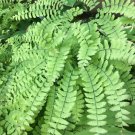 5 Bare Roots Maidenhair Fern No shipments to TN CA AK HA AZ NV NM