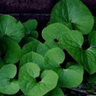 5 Bare Roots Ginger Canadense No shipments to TN CA AK HA AZ NV NM