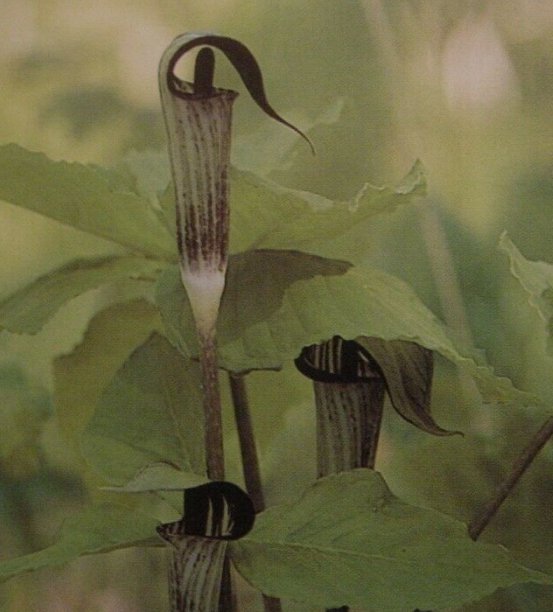 5 Bare Roots Large Jack In The Pulpit No shipments to TN CA AK HA AZ NV NM