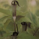 5 Bare Roots Large Jack In The Pulpit No shipments to TN CA AK HA AZ NV NM