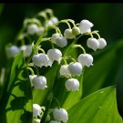 10 Bare Roots Lily of the Valley No shipments to TN CA AK HA AZ NV NM