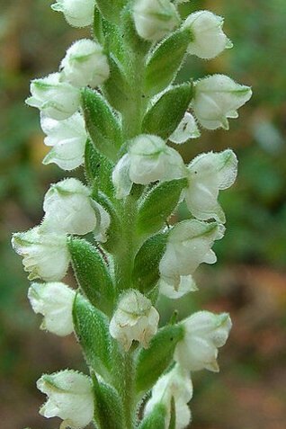 10 Bulb Roots Premium Downy Rattlesnake Orchid Goodyera Pubescens No ship to TN CA AK HA AZ NV NM