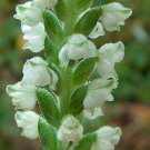 10 Bulb Roots Premium Downy Rattlesnake Orchid Goodyera Pubescens No ship to TN CA AK HA AZ NV NM