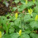 20 Bare Roots Yellow Trillium T. Luteum No shipments to TN CA AK HA AZ NV NM