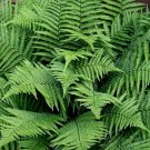 20 Bare Roots New York Fern No shipments to TN CA AK HA AZ NV NM