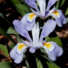 10 Bare Roots Dwarf crested Iri Iris Cristata No shipments to TN CA AK HA AZ NV NM