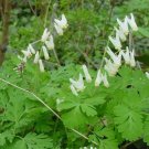 10 Bare Roots Dutchman's Breeches Dicentra Cucullaria No shipments to TN CA AK HA AZ NV NM