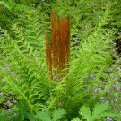 6 Bare Roots Cinnamon Fern Osmonda Cinnamonea No shipments to TN CA AK HA AZ NV NM