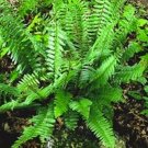 9 Bare Roots Christmas Ferns No shipments to TN CA AK HA AZ NV NM