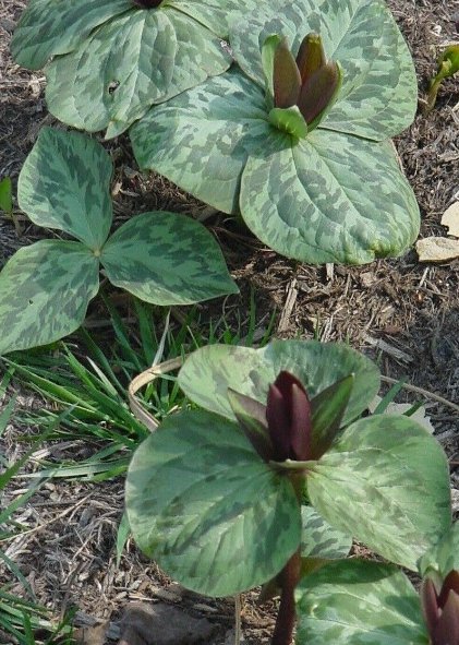20 Bare Roots Toad / Sessile Trillium Wildflowers No shipments to TN CA AK HA AZ NV NM