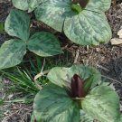 20 Bare Roots Toad / Sessile Trillium Wildflowers No shipments to TN CA AK HA AZ NV NM