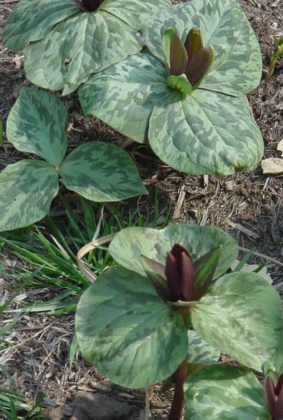 5 Bare Roots Toad / Sessile Trillium Wildflowers No shipments to TN CA AK HA AZ NV NM