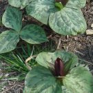 10 Bare Roots Toad / Sessile Trillium Wildflowers No shipments to TN CA AK HA AZ NV NM
