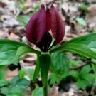 5  Bare Roots Prairie Trillium (Trillium Recurvatum)  No shipments to TN CA AK HA AZ NV NM