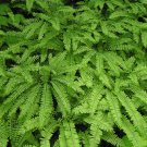 10 Bare Roots Beautiful Maidenhair Fern No shipments to TN CA AK HA AZ NV NM