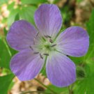 5 Bare Roots Wild Geranium Cranesbill No shipments to TN CA AK HA AZ NV NM