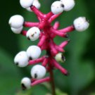 5 Bulb Roots Dolls Eye Baneberry / White Cohosh No shipments to TN CA AK HA AZ NV NM
