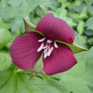 5 Bulb Roots Purple Erectum Trillium No shipments to TN CA AK HA AZ NV NM