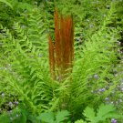 3 Bare Roots Cinnamon fern Osmonda Cinnamonea No shipments to TN CA AK HA AZ NV NM