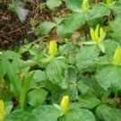 5 Bare Roots Yellow Trillium T. Luteum No shipments to TN CA AK HA AZ NV NM