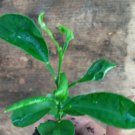 1" or More Plant Mandarin Tangerine Orange, Tangerine Orange Tree Live, Fruit Tree Live Plant
