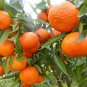 1" or More Plant Mandarin Tangerine Orange, Tangerine Orange Tree Live, Fruit Tree Live Plant