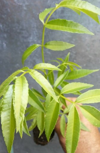 4" Plant Spondias Dulcis Fruit Tree, June Plum , Jobo Plant Live