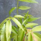 4" Plant Spondias Dulcis Fruit Tree, June Plum , Jobo Plant Live