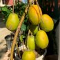 4" Plant Spondias Dulcis Fruit Tree, June Plum , Jobo Plant Live